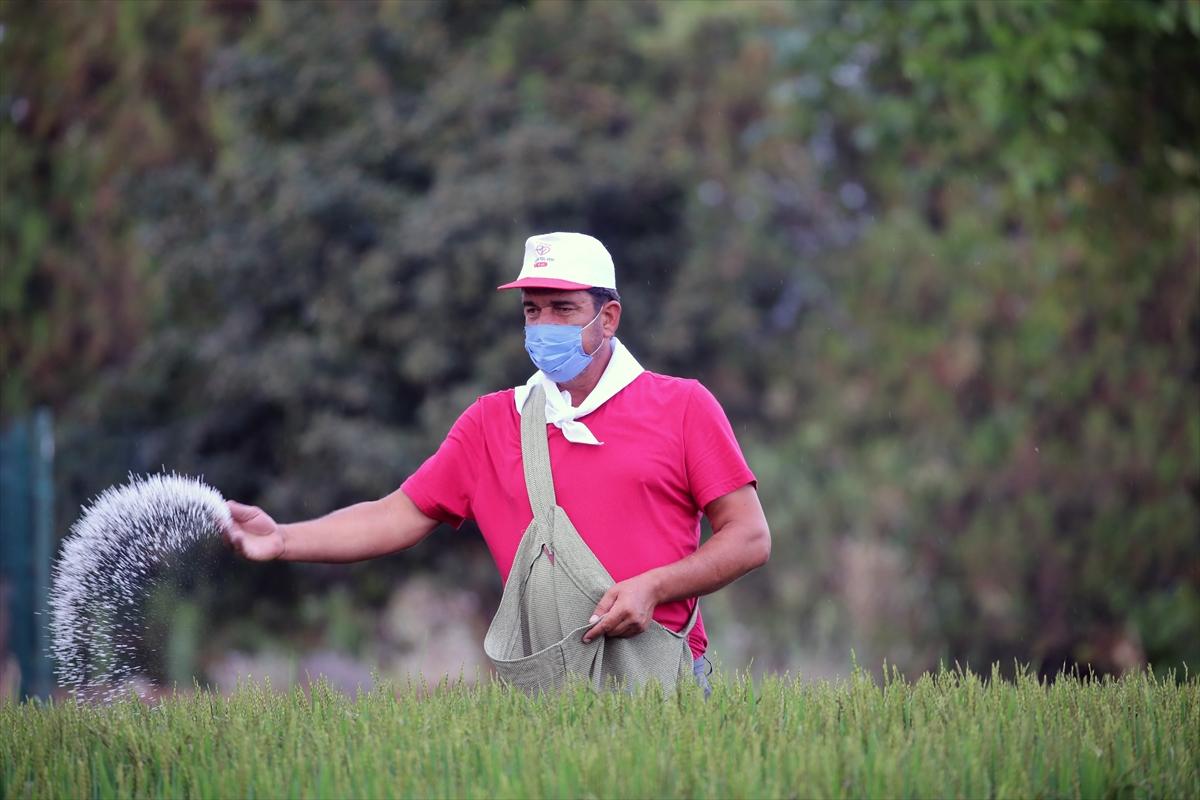 Edirne'de çeltik tarlası, doğal stüdyo oldu