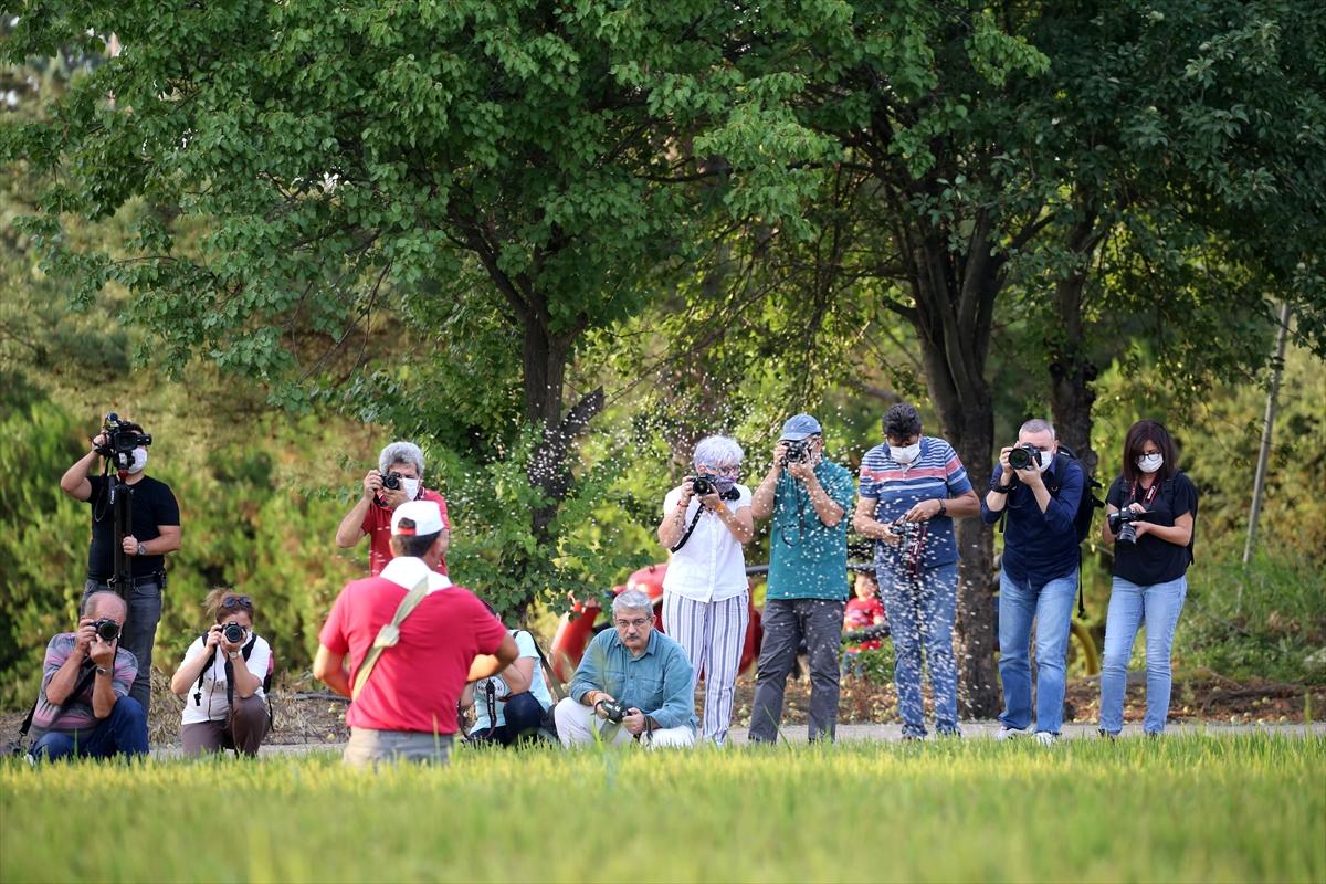 Edirne'de çeltik tarlası, doğal stüdyo oldu
