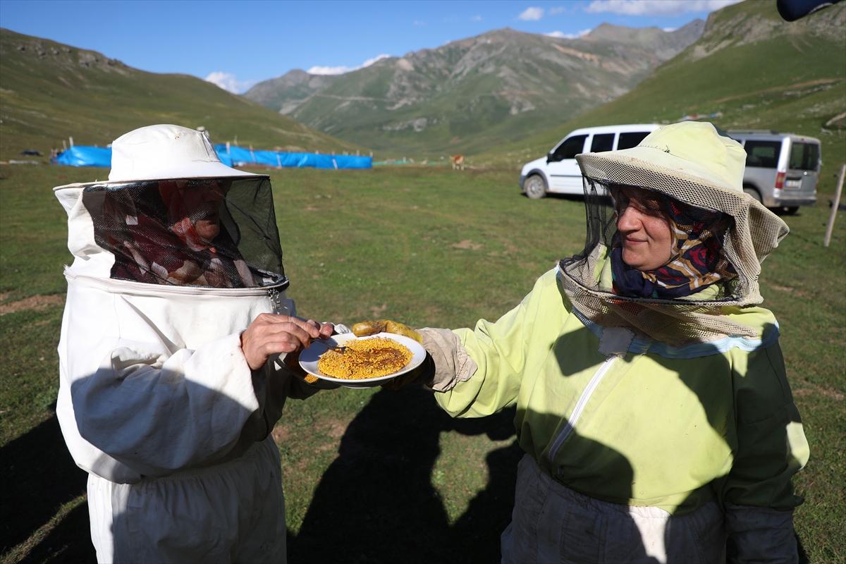 Anzer balında 2 ton rekolte bekleniyor