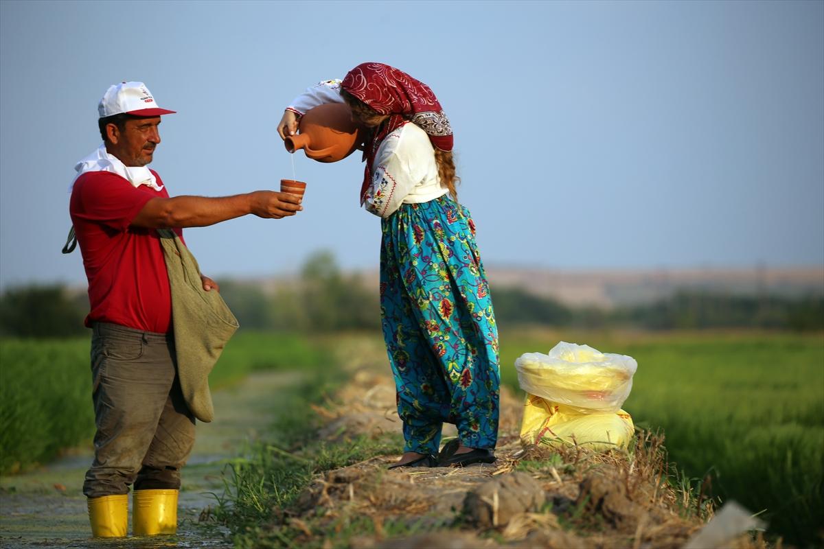 Edirne'de çeltik tarlası, doğal stüdyo oldu