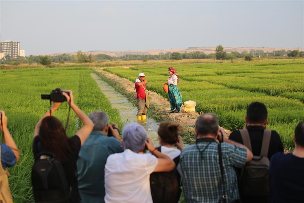 Edirne'de çeltik tarlası, doğal stüdyo oldu