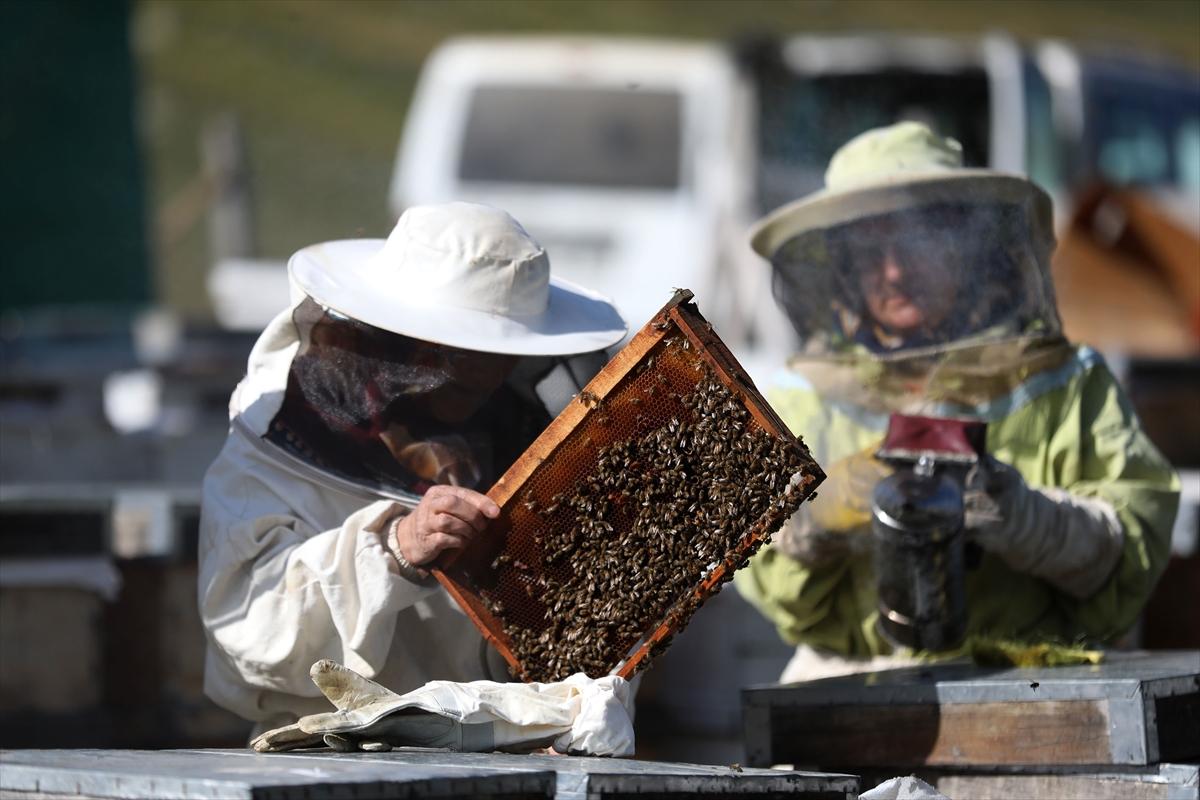 Anzer balında 2 ton rekolte bekleniyor
