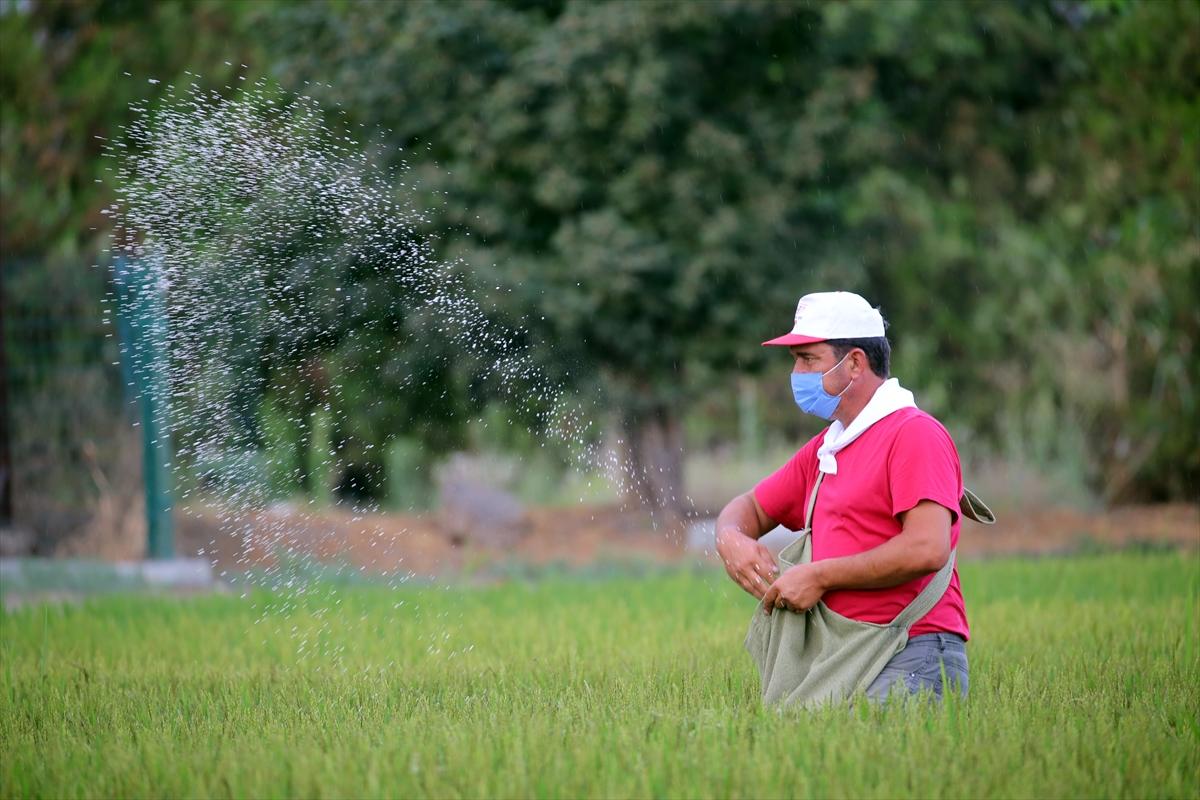 Edirne'de çeltik tarlası, doğal stüdyo oldu