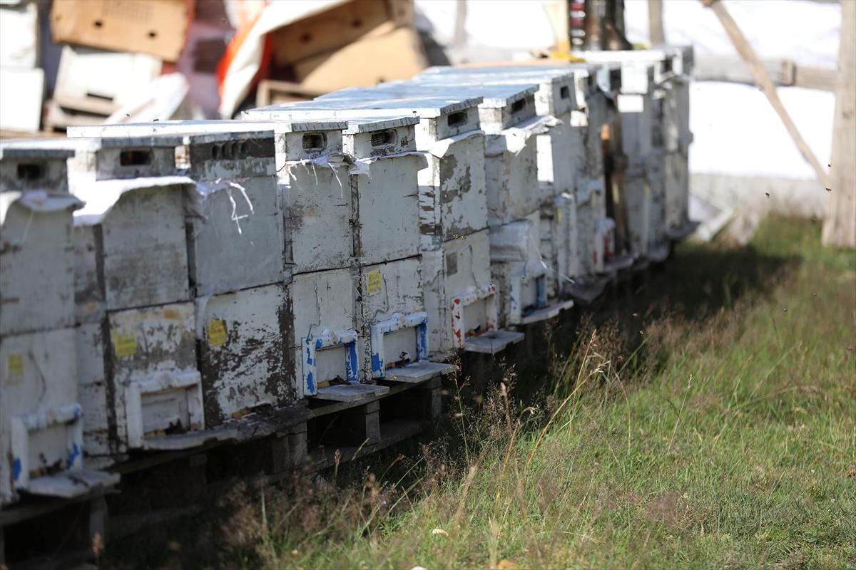 Anzer balında 2 ton rekolte bekleniyor