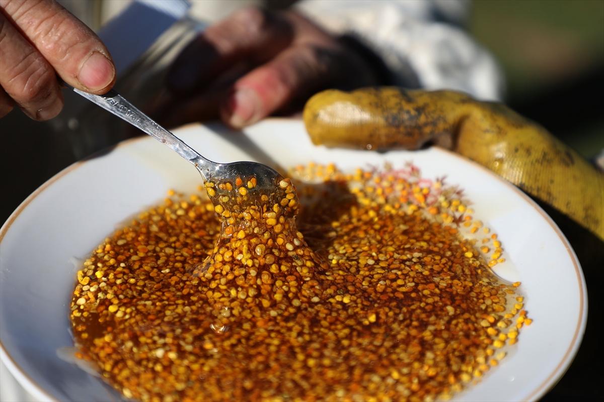 Anzer balında 2 ton rekolte bekleniyor