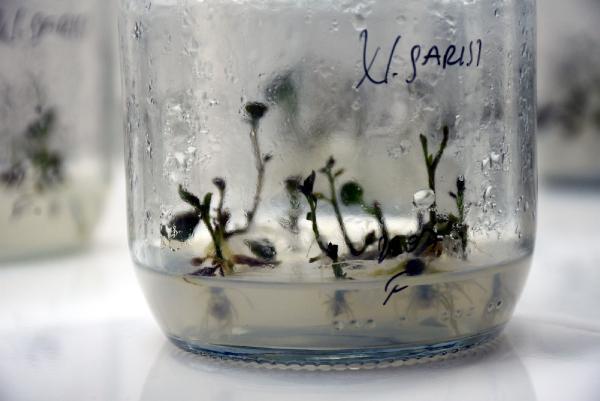 Niğde’de hastalıklara dayanıklı yerli ve milli patates