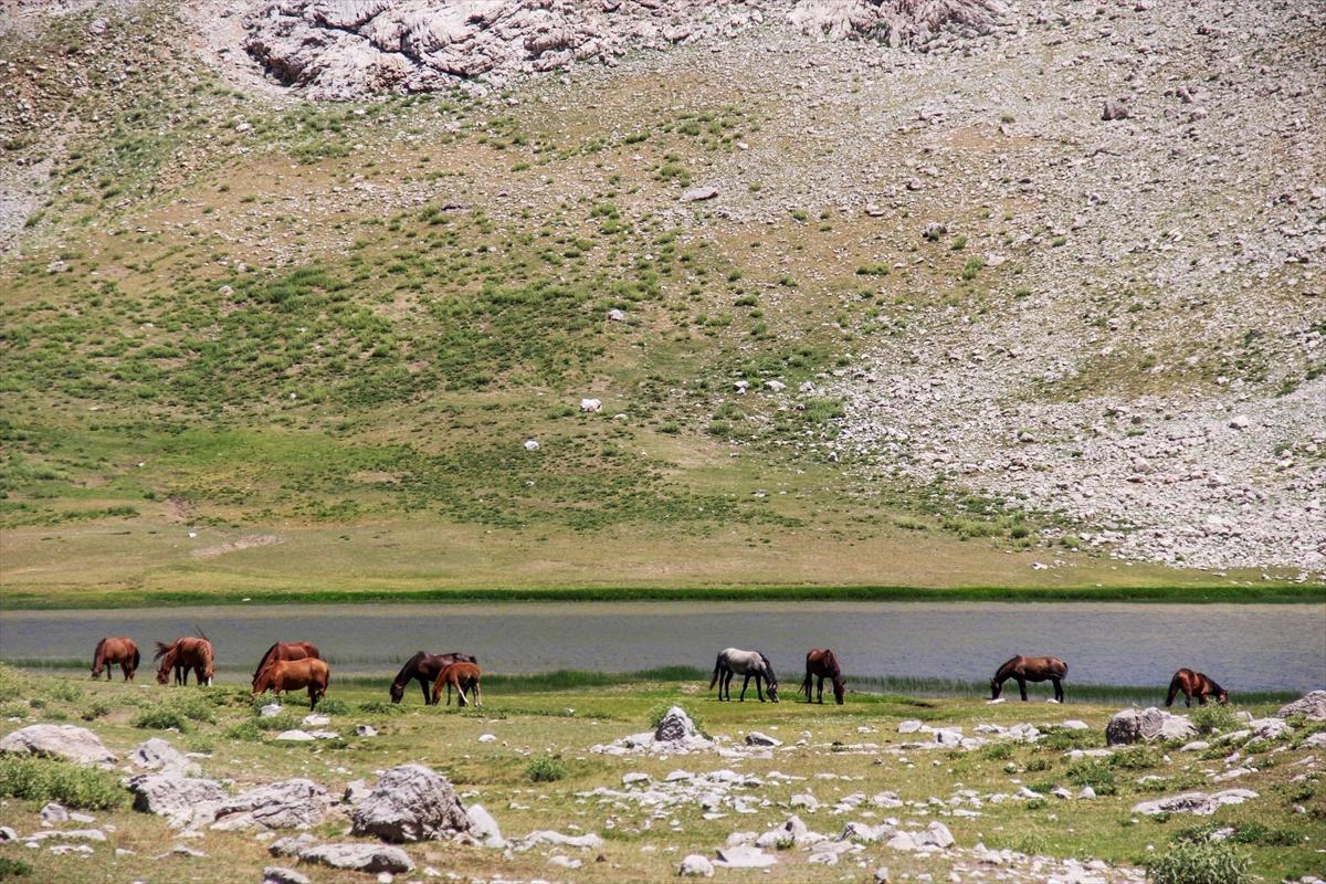 Tunceli'de göçerler, atları doğaya saldı