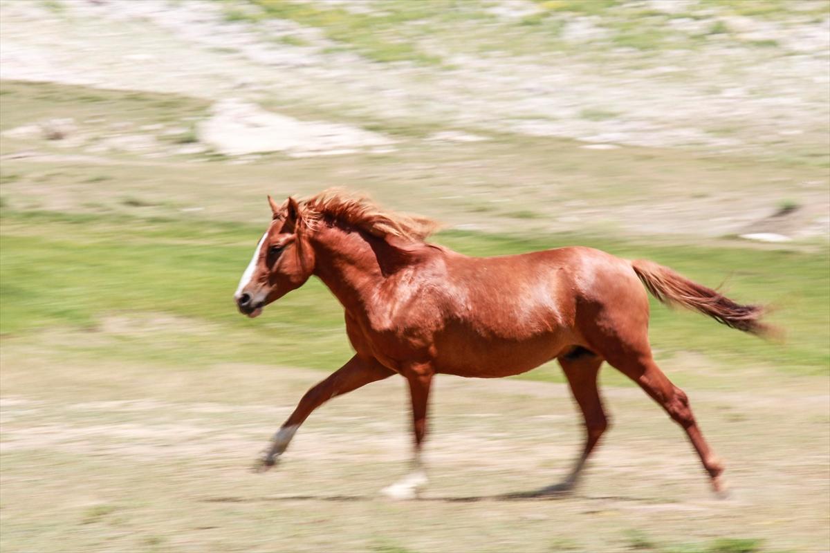 Tunceli'de göçerler, atları doğaya saldı
