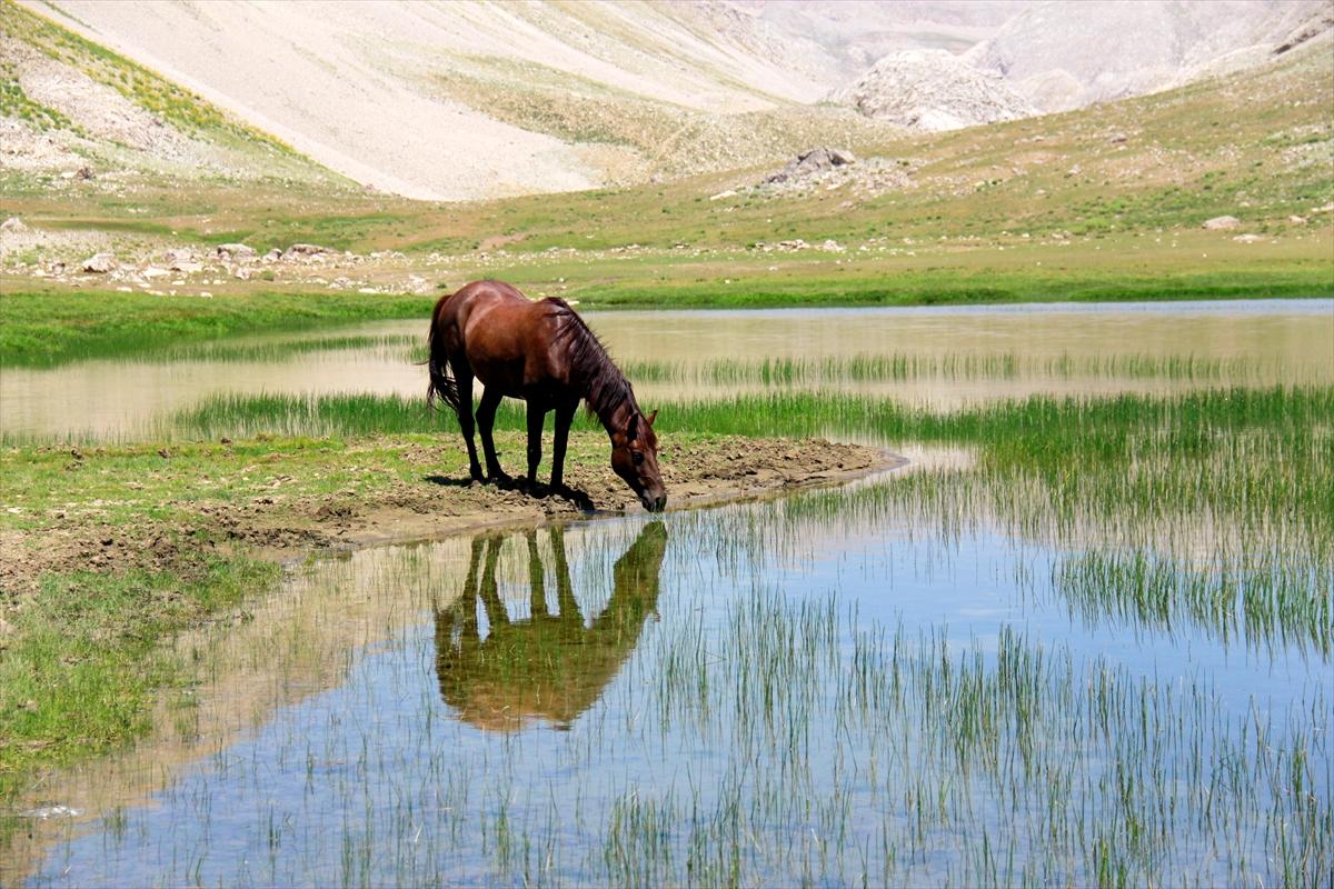 Tunceli'de göçerler, atları doğaya saldı
