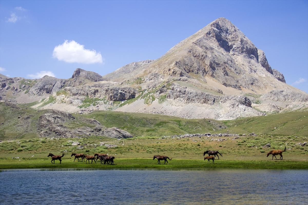 Tunceli'de göçerler, atları doğaya saldı