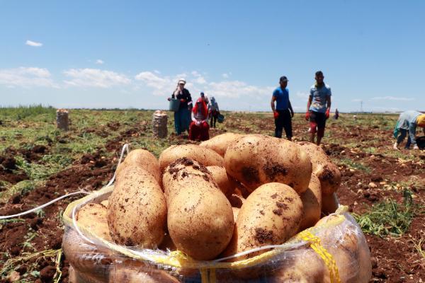 Niğde’de hastalıklara dayanıklı yerli ve milli patates