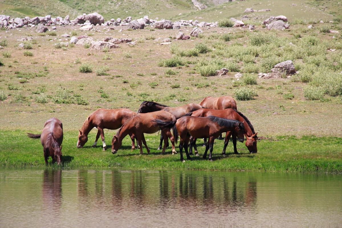 Tunceli'de göçerler, atları doğaya saldı