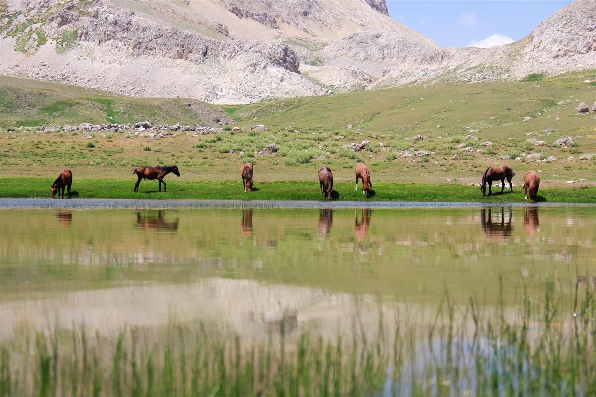 Tunceli'de göçerler, atları doğaya saldı