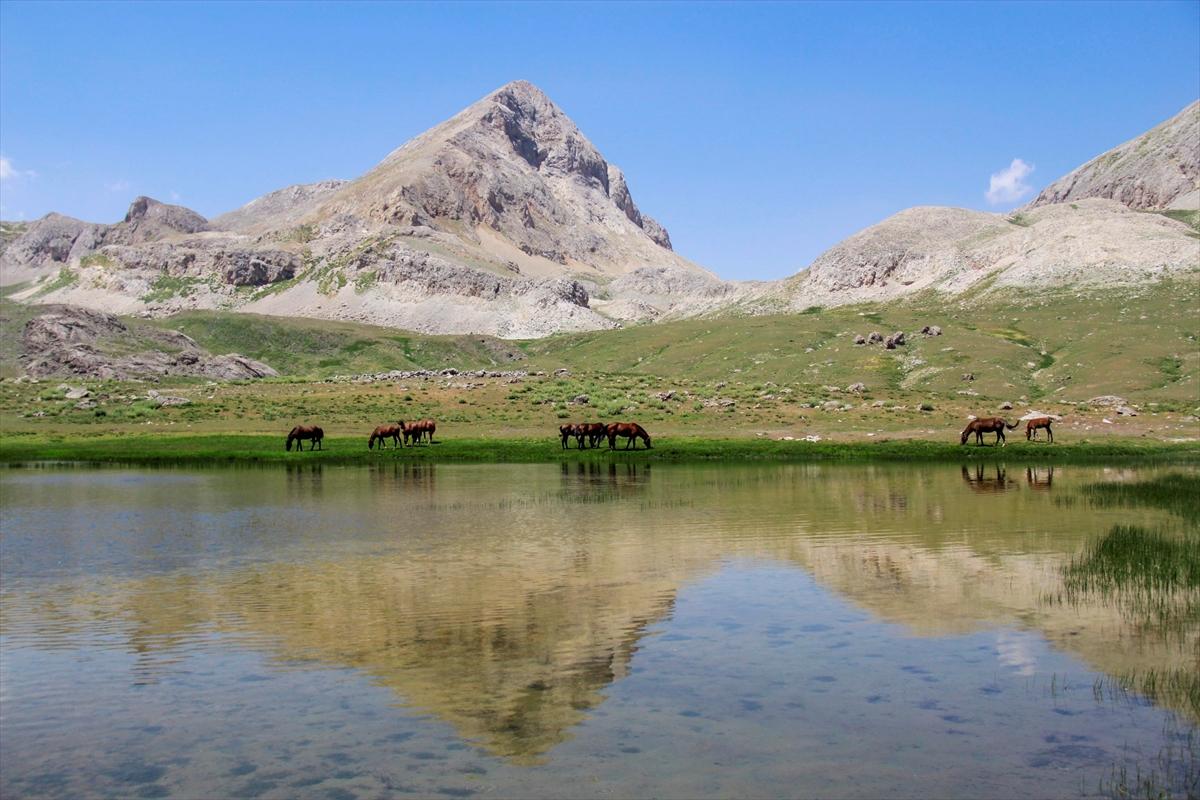 Tunceli'de göçerler, atları doğaya saldı