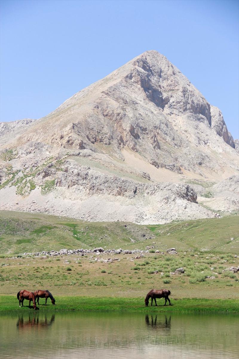 Tunceli'de göçerler, atları doğaya saldı
