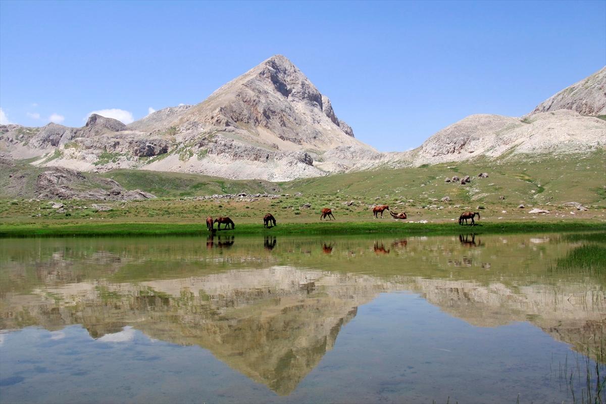 Tunceli'de göçerler, atları doğaya saldı