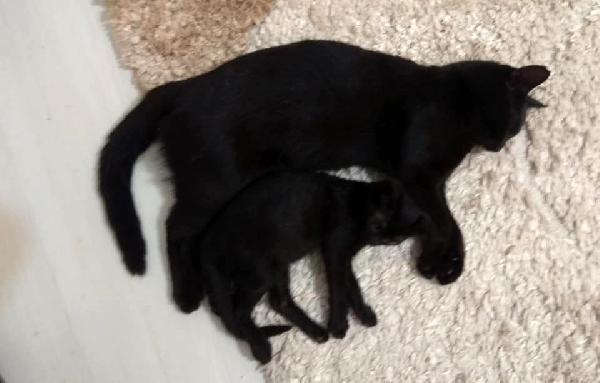 Edirne'de 3 kedi daha zehirlenerek öldürüldü