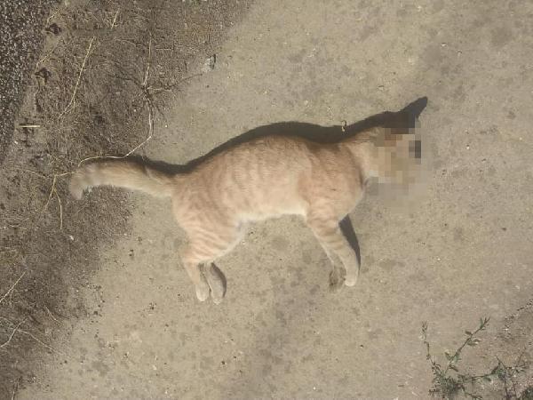Edirne'de 3 kedi daha zehirlenerek öldürüldü