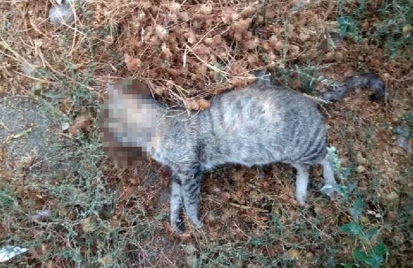 Edirne'de 3 kedi daha zehirlenerek öldürüldü