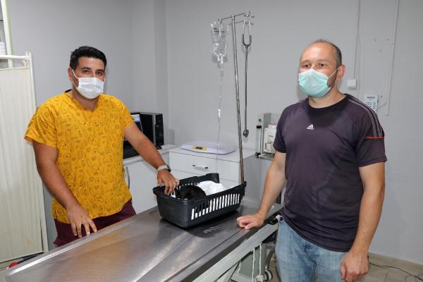 Edirne'de 3 kedi daha zehirlenerek öldürüldü