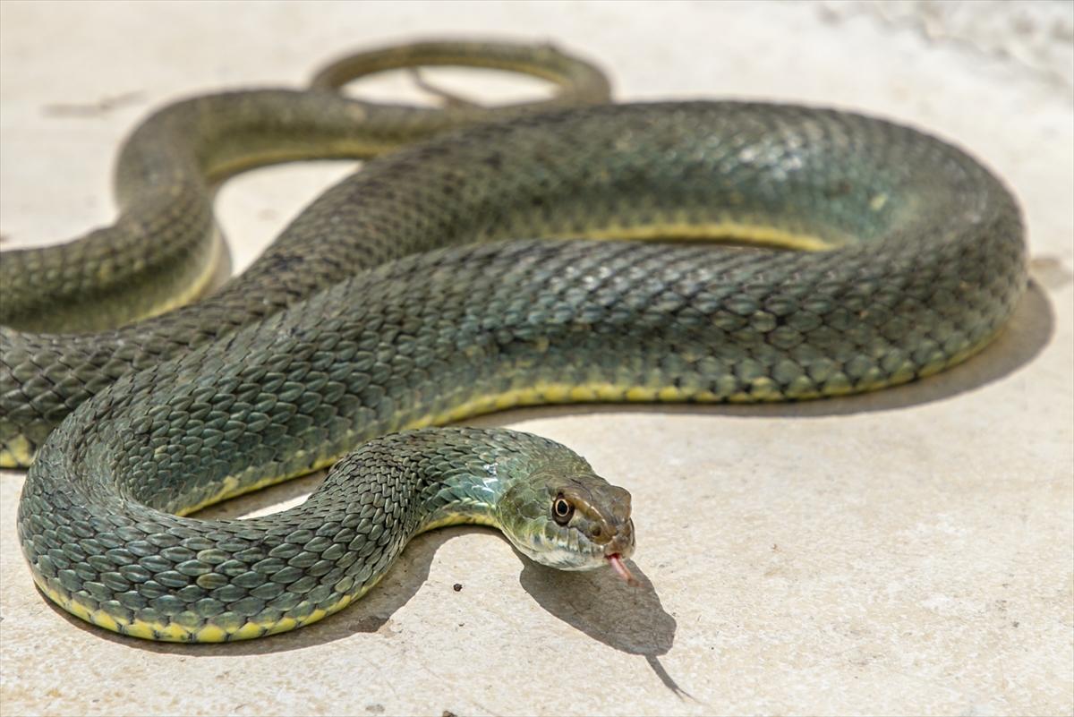 Tunuslu yılan avcısının iş aşkı