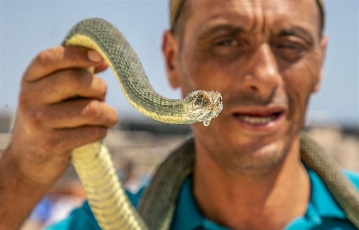 Tunuslu yılan avcısının iş aşkı