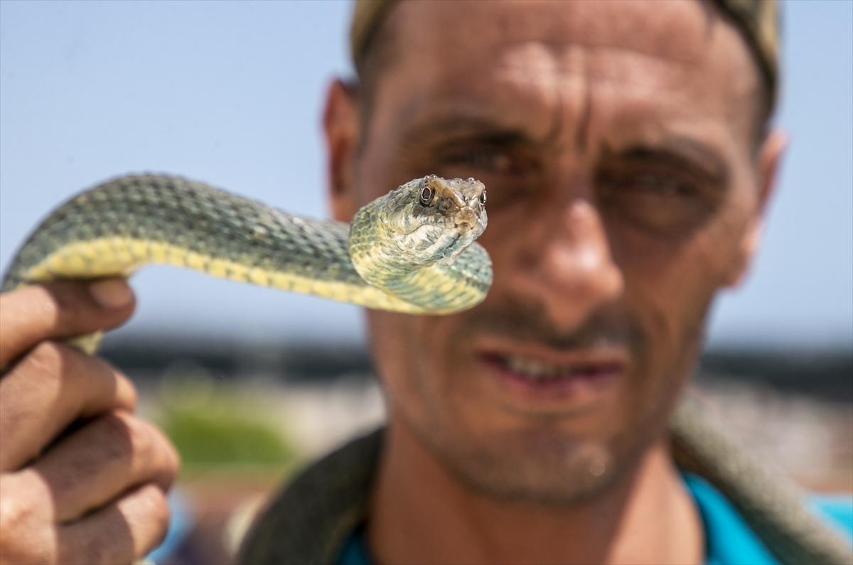 Tunuslu yılan avcısının iş aşkı