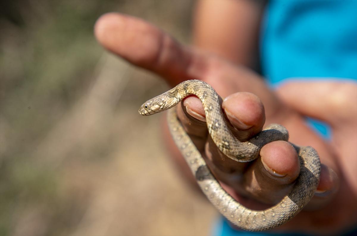 Tunuslu yılan avcısının iş aşkı