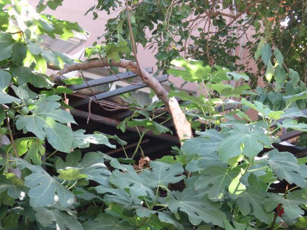 Üsküdar'da ağaç bisikletli çocuğun üzerine devrildi