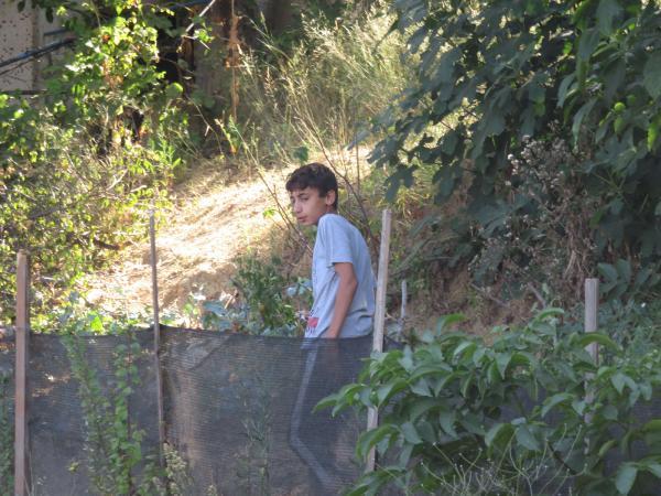 Üsküdar'da ağaç bisikletli çocuğun üzerine devrildi