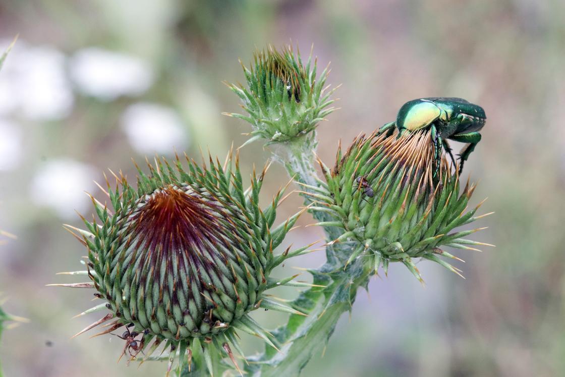 Altın böceği nedir