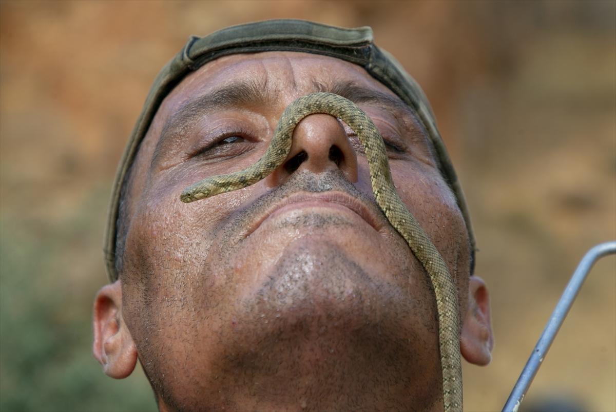 Tunuslu yılan avcısının iş aşkı