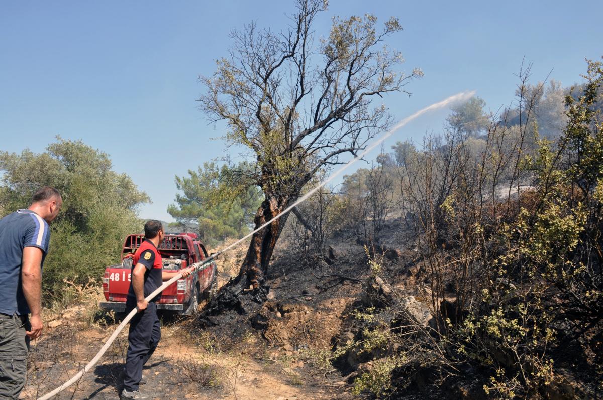 Milas'ta zeytinlik arazide çıkan yangın söndürüldü