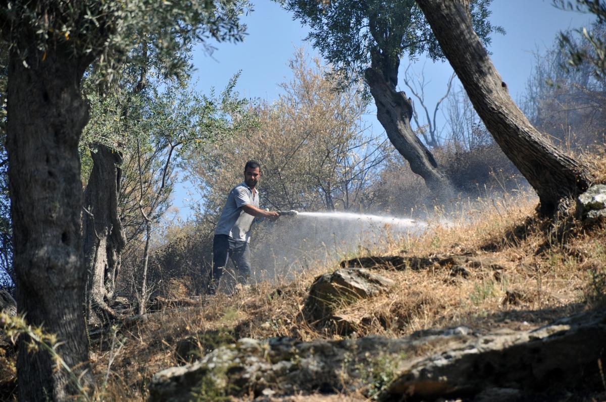Milas'ta zeytinlik arazide çıkan yangın söndürüldü