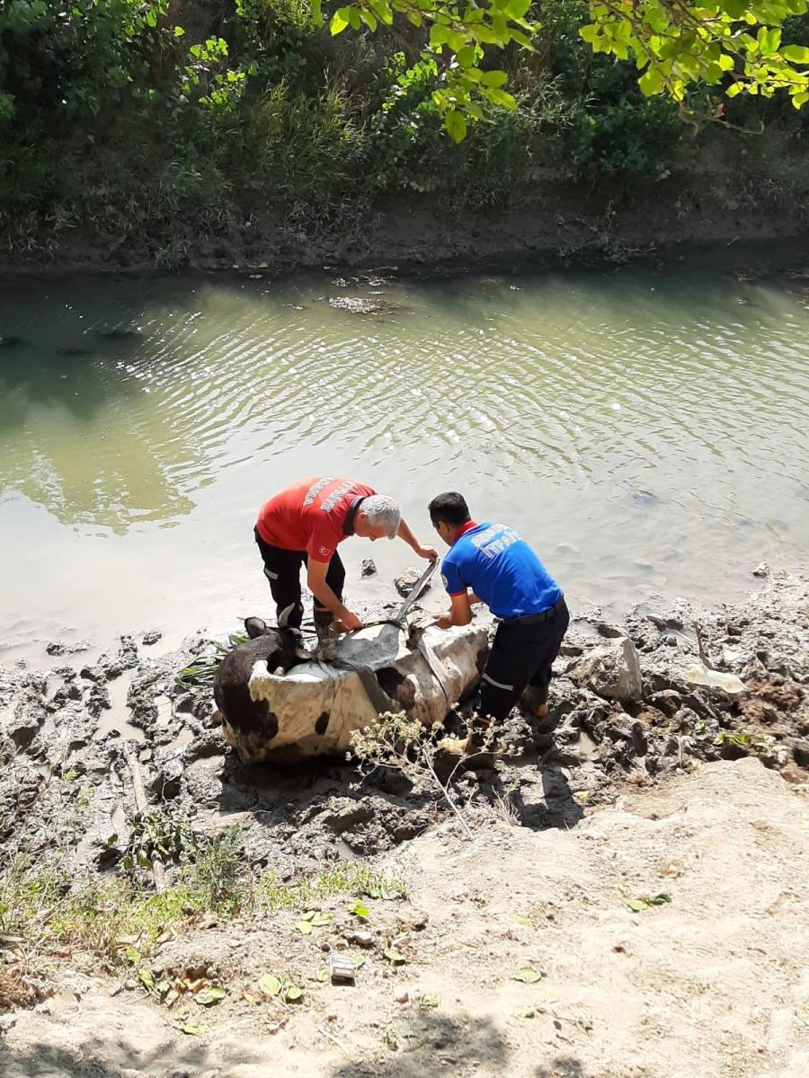 Adana'da çamura saplanan ineği itfaiye kurtardı