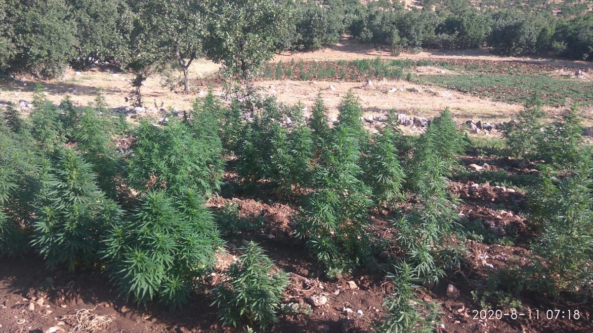 Diyarbakır'da 1 milyondan fazla kök kenevir ele geçirildi