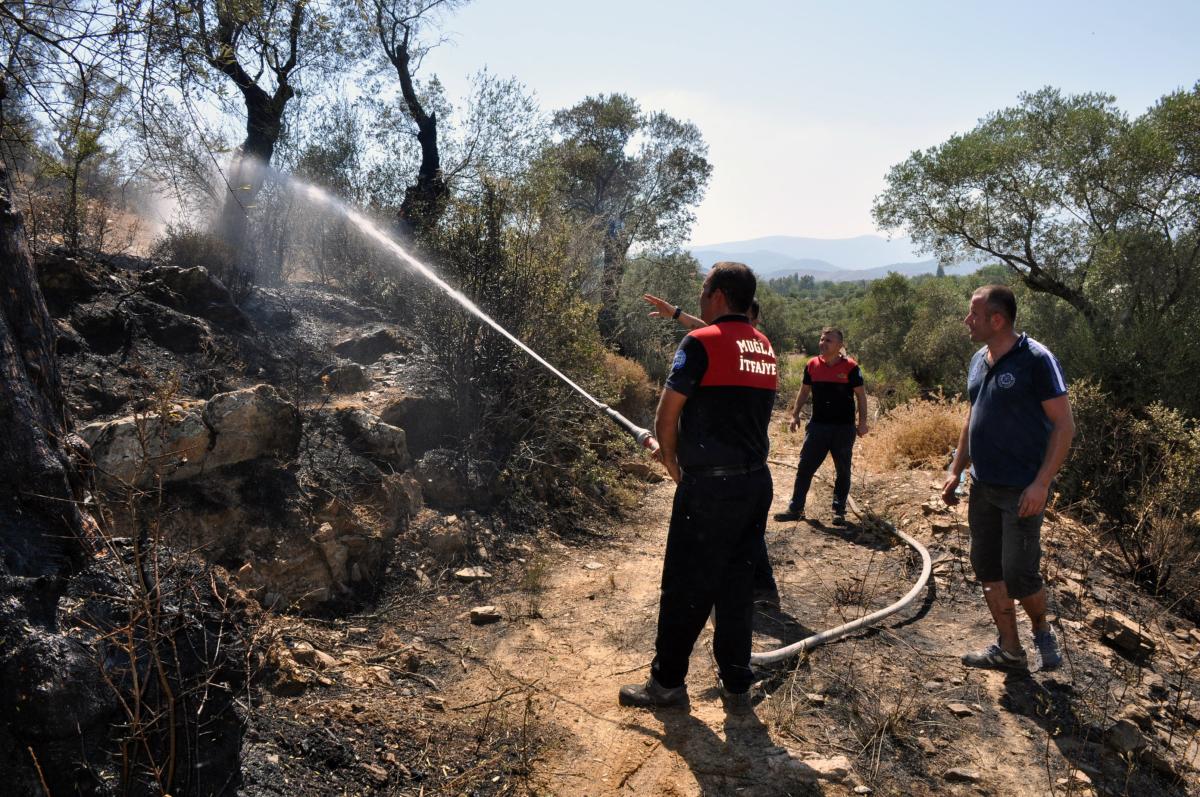 Milas'ta zeytinlik arazide çıkan yangın söndürüldü