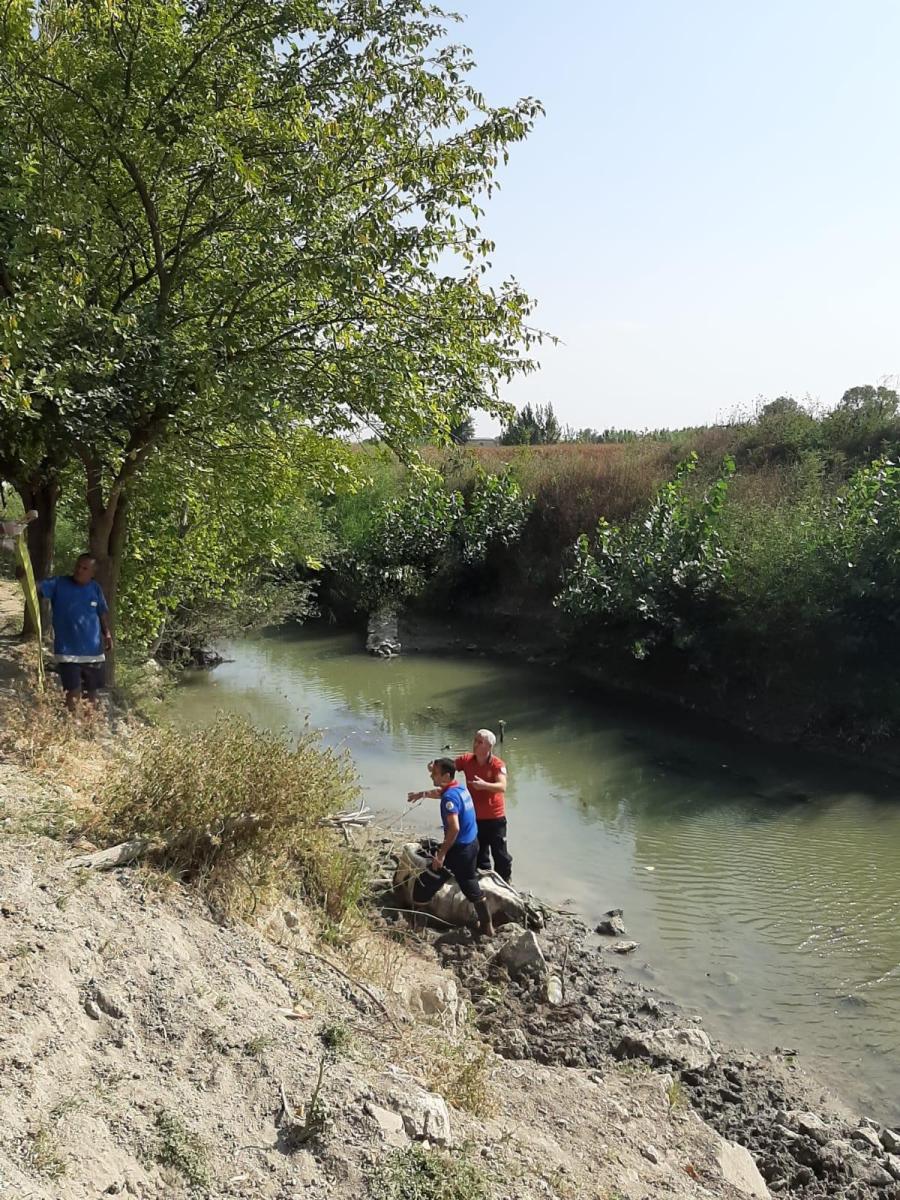 Adana'da çamura saplanan ineği itfaiye kurtardı