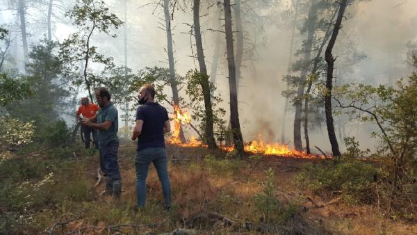 Sakarya'da yine orman yangını çıktı