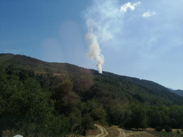 Sakarya'da yine orman yangını çıktı