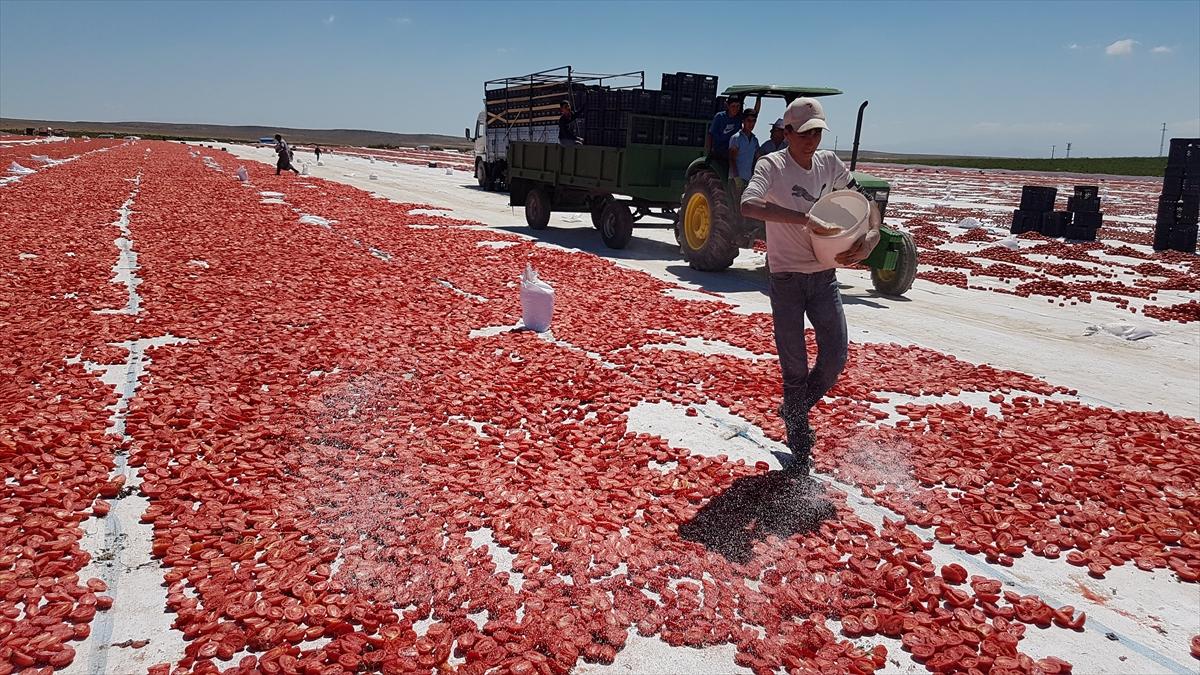 Niğde'de kurutulan domatesler 6 ülkeye ihraç ediliyor