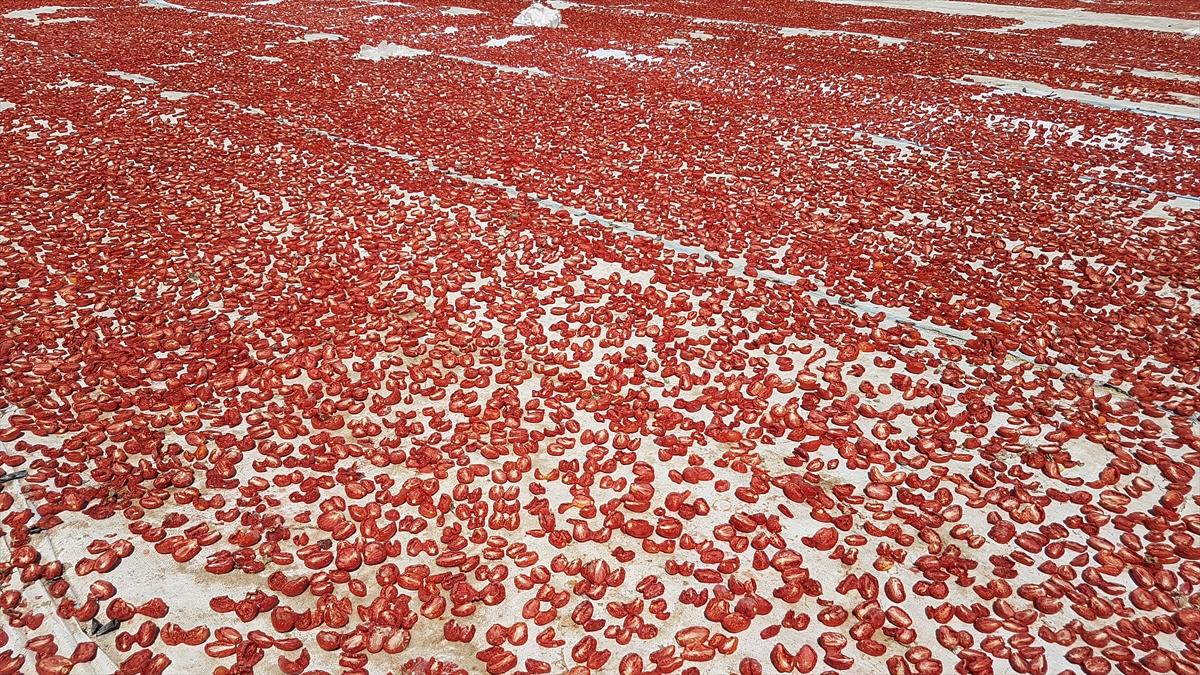 Niğde'de kurutulan domatesler 6 ülkeye ihraç ediliyor