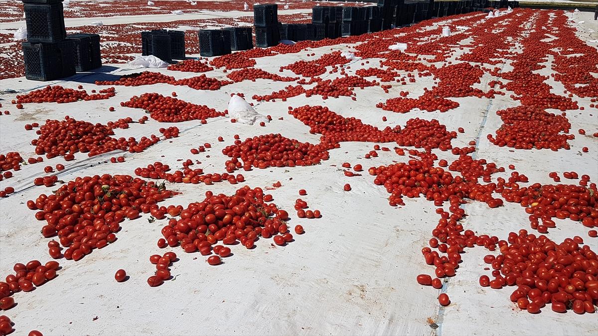 Niğde'de kurutulan domatesler 6 ülkeye ihraç ediliyor