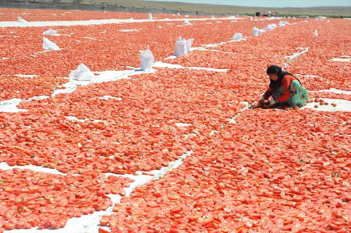Niğde'de kurutulan domatesler 6 ülkeye ihraç ediliyor