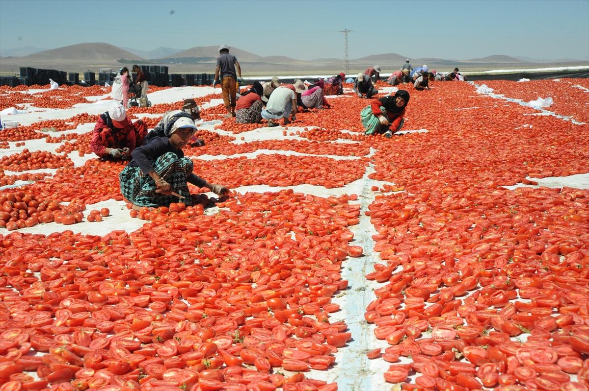 Niğde'de kurutulan domatesler 6 ülkeye ihraç ediliyor