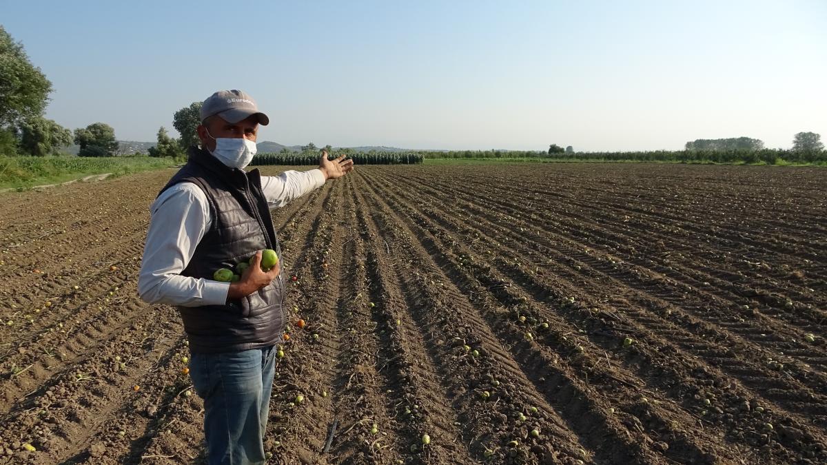 Bursa'da domates fiyatları düştü, çiftçi yardım bekliyor