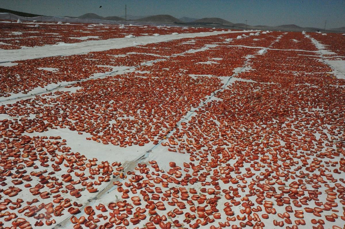 Niğde'de kurutulan domatesler 6 ülkeye ihraç ediliyor