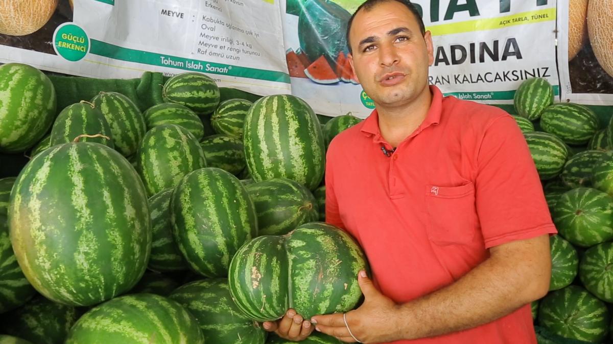 En iyi karpuz nasıl seçilir