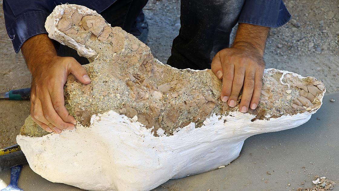 Kayseri'de 7.5 milyon yıllık fil dişi fosili bulundu