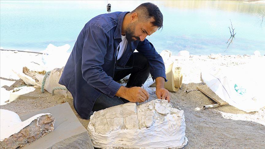 Kayseri'de 7.5 milyon yıllık fil dişi fosili bulundu